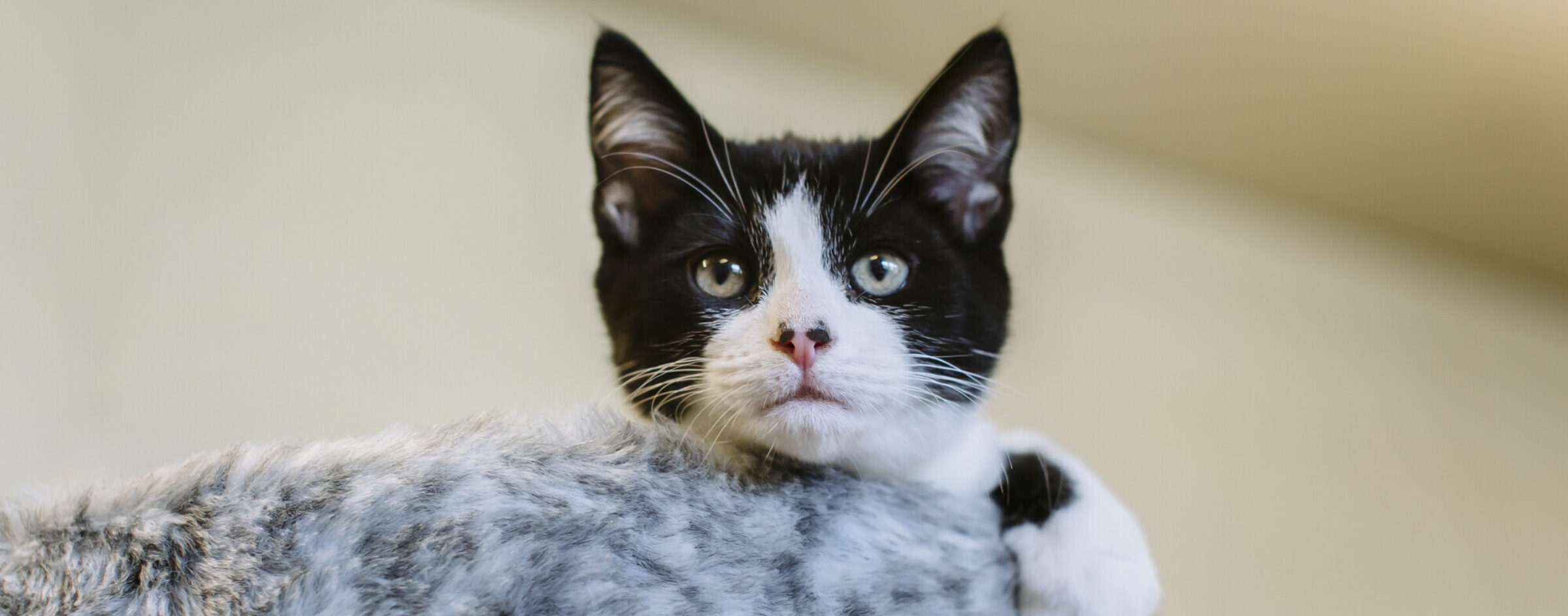 Black and white kitten looking at camera