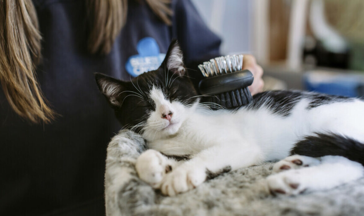 Black and white cat being groomed with a brush